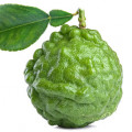 Kaffir Lime